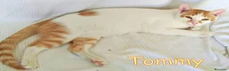 Europeo gatti in regalo:  TOMMY DOLCISSIMO GATTINO - Annuncio 2