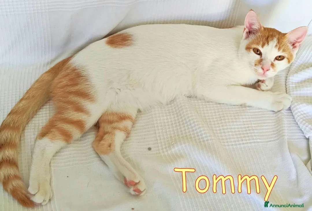 Europeo gatti in regalo:  TOMMY DOLCISSIMO GATTINO - Annuncio 2