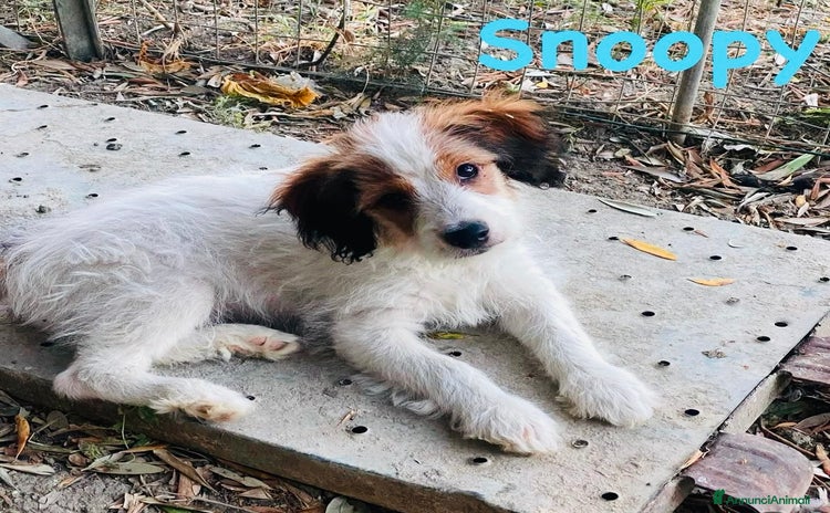 Meticcio cani a Città metropolitana di Roma Capitale - Annuncio 3