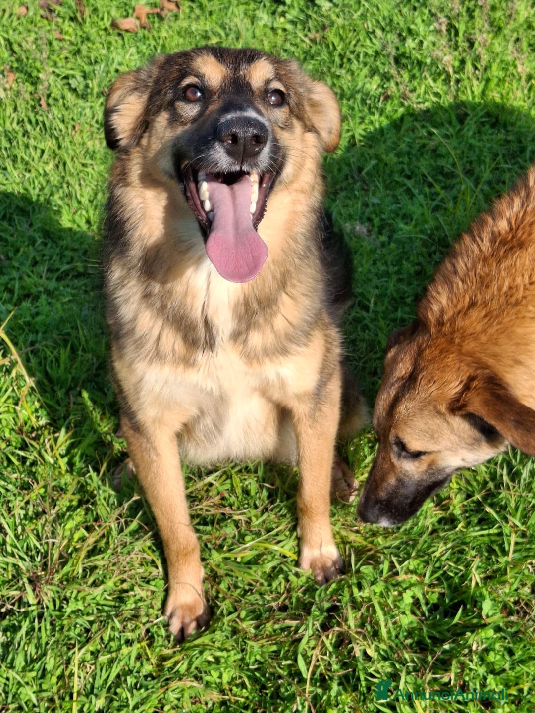 Meticcio cani in regalo: BRENDA 🩷-cucciola.La adotti?Non lasciarla nel box - Annuncio 18