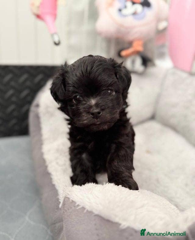 Maltipoo cani 🩵 Cuccioli F1 Maltipoo 🩷 - Annuncio 8