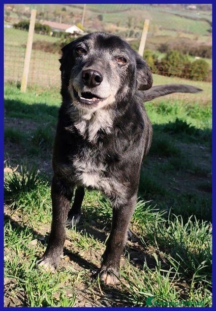 Meticcio cani BULLONE dolce nonnino! tg mediopicc. - Annuncio 3