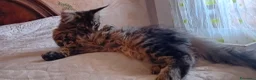 Maine Coon gatti in vendita: MAINE COON XXL   - Annuncio 10