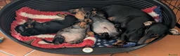 Bassotto cani in vendita: Bassotto tedesco standard pelo corto pedigree ENCI - Annuncio 10