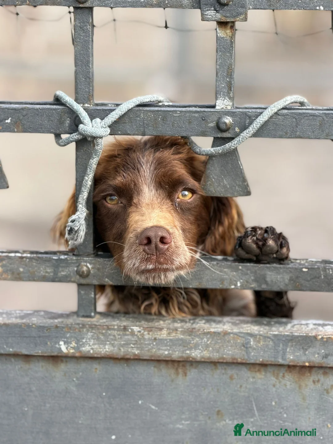 Breton cani in regalo: Breton . Maschio .  - Annuncio 2