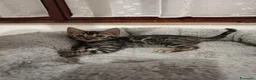 Bengala gatti in vendita: meraviglie Selected Breed  - Annuncio 7