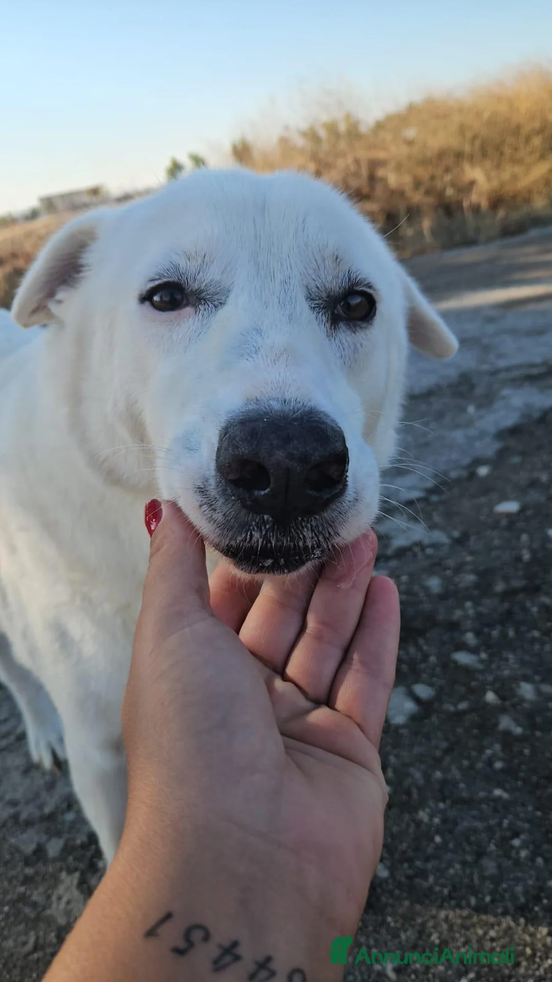 Meticcio cani in regalo: Consuelo: dolce, equilibrata, socievole  - Annuncio 2