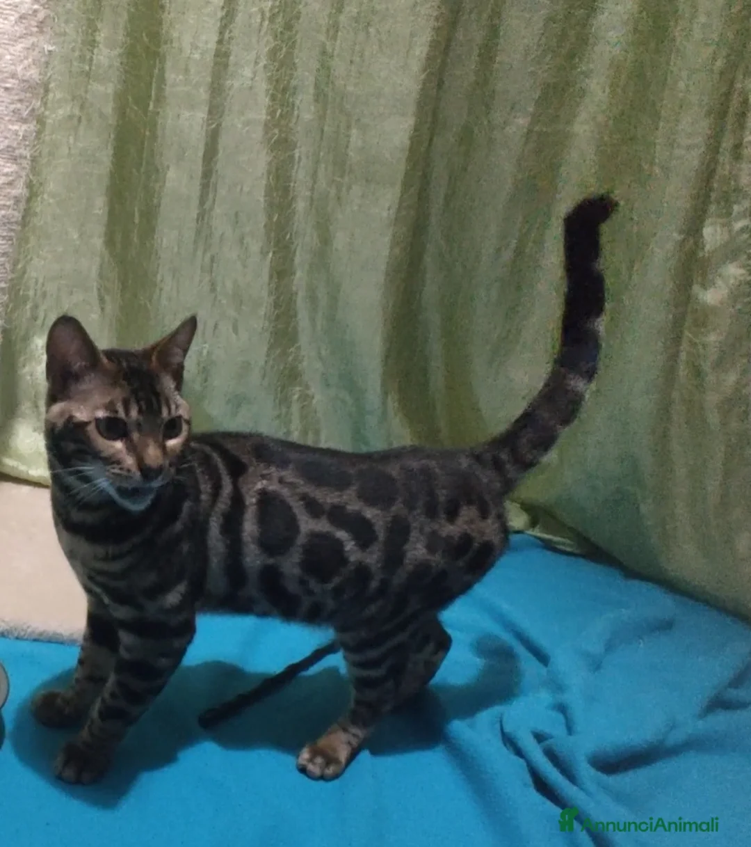 Bengala gatti in vendita: Gatto del Bengala Maschio  - Annuncio 3