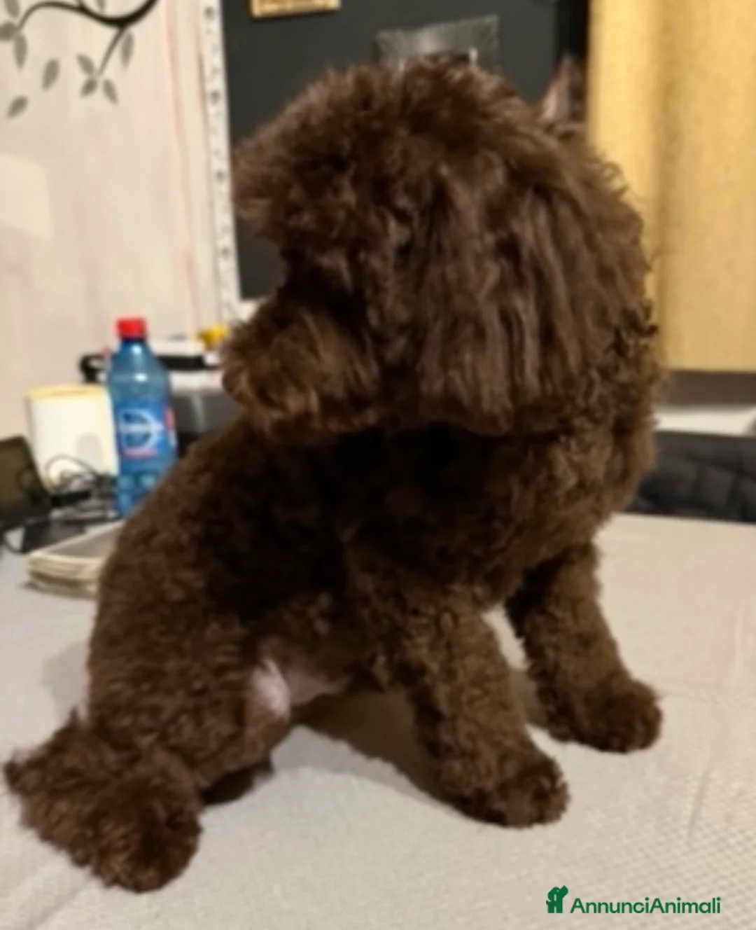 Barboncino Toy cani in vendita: Barboncino toy maschio chocolate 6 mesi  - Annuncio 2