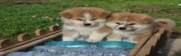 Akita Inu cani in vendita: CUCCIOLI AKITA INU da allevamento ENCI - Annuncio 3