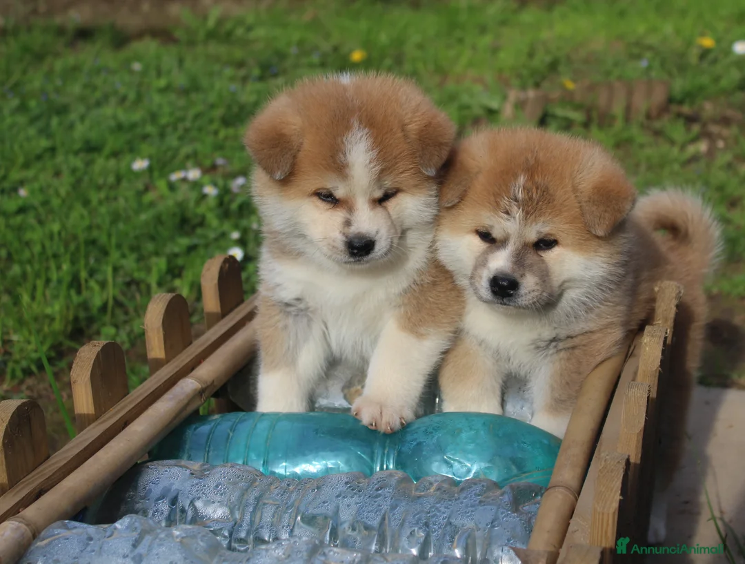 Akita Inu cani in vendita: CUCCIOLI AKITA INU da allevamento ENCI - Annuncio 3