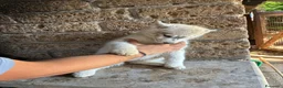 Husky cani in vendita: cuccioli di husky  - Annuncio 9