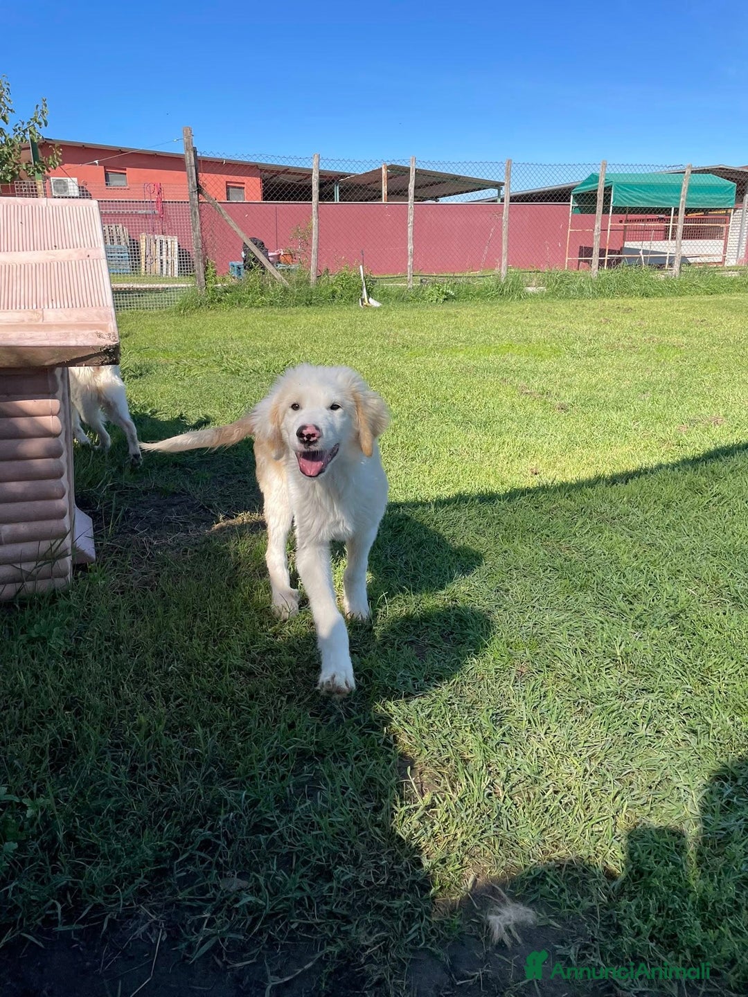 Pastore Maremmano cani in regalo: Cesare, cucciolo dal nasino maculato - Annuncio 11