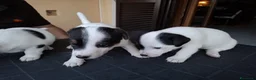 Jack Russell cani in vendita: Jack Russell Terrier a Città metropolitana di Roma Capitale - Annuncio 5