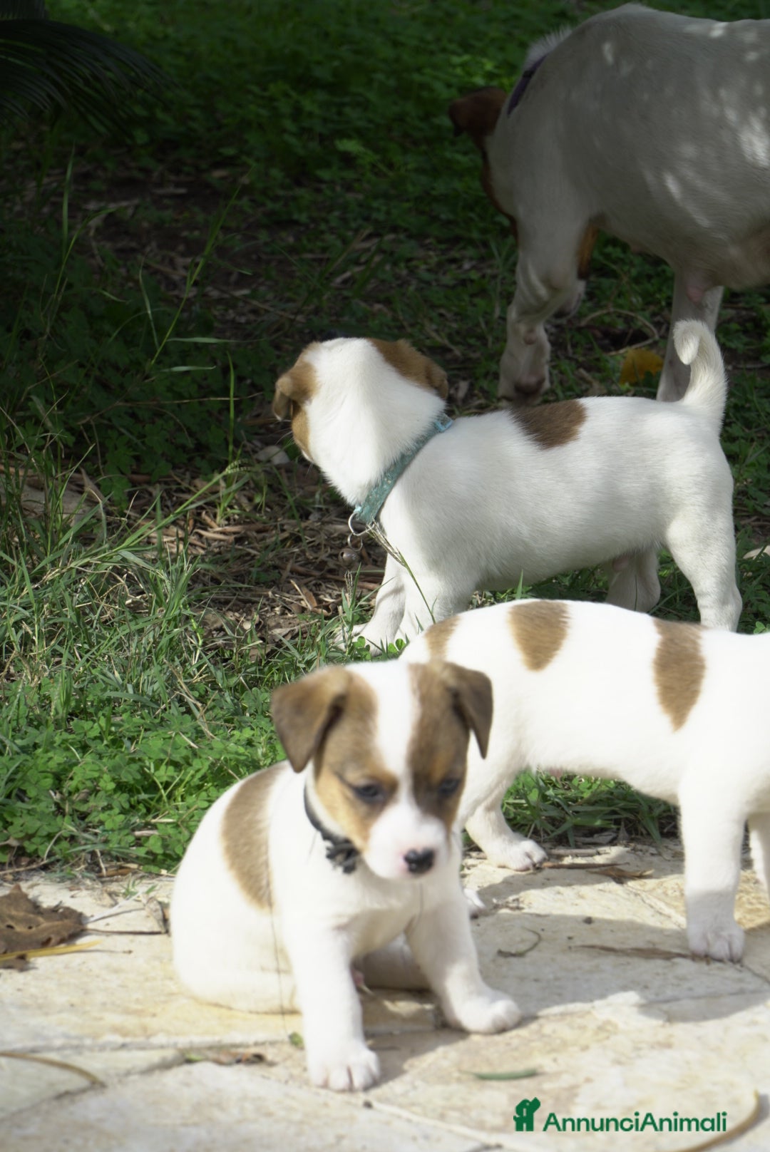 Jack Russell cani in vendita: Cuccioli jack russel  - Annuncio 7