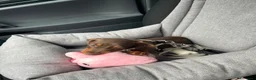 Bassotto Nano cani in vendita: Bassotto cioccolato nano  a Città metropolitana di Milano - Annuncio 6