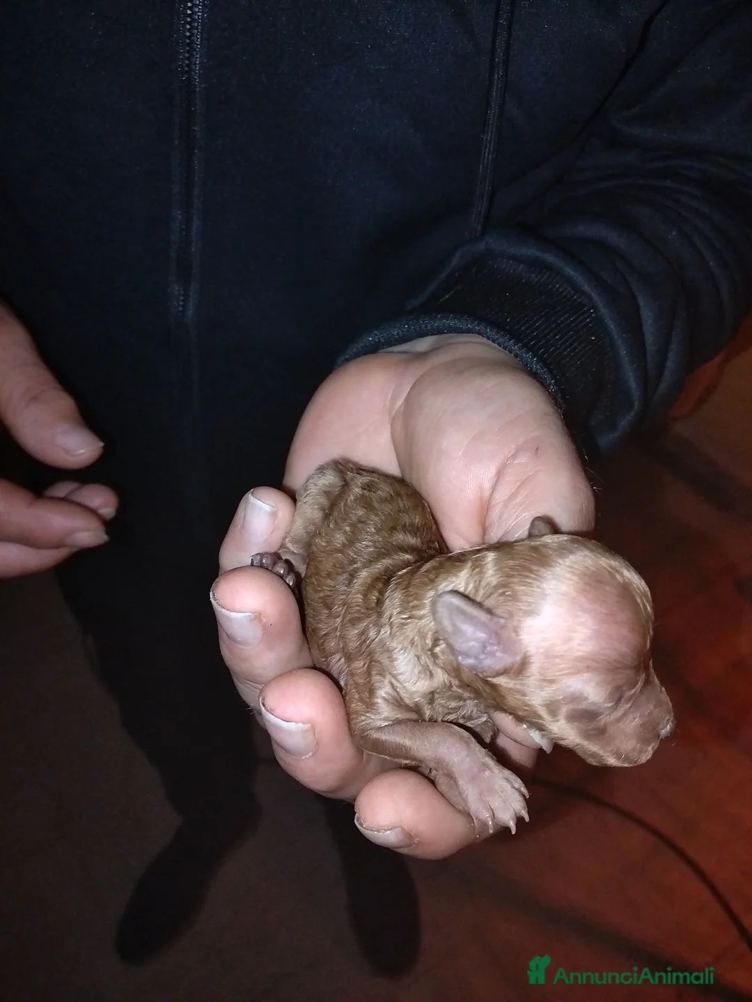 Barboncino Toy cani in vendita: Disponibile 2 maschietti di barboncino Red toy - Annuncio 2