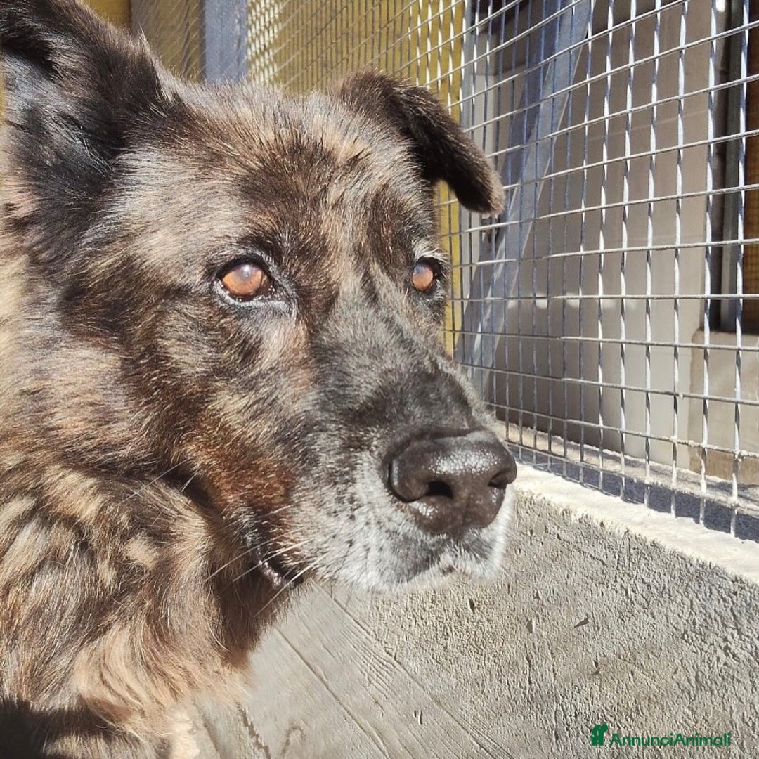 Meticcio cani in regalo: SCHIZZO adozione nonnino 12 anni canile Latina - Annuncio 3