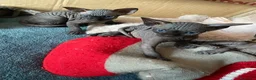Sphynx gatti in vendita: Gatti sphynx - Annuncio 3