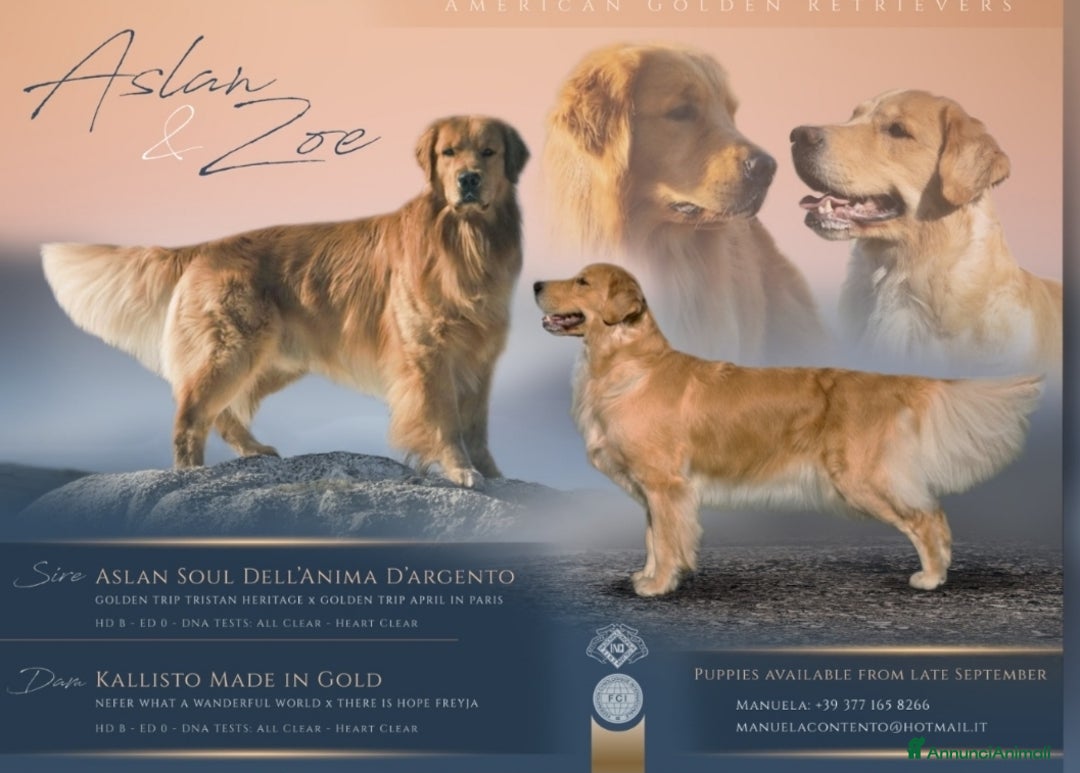 Golden Retriever cani in vendita: Golden Retriever Americano  a Città Metropolitana di Napoli - Immagine 5