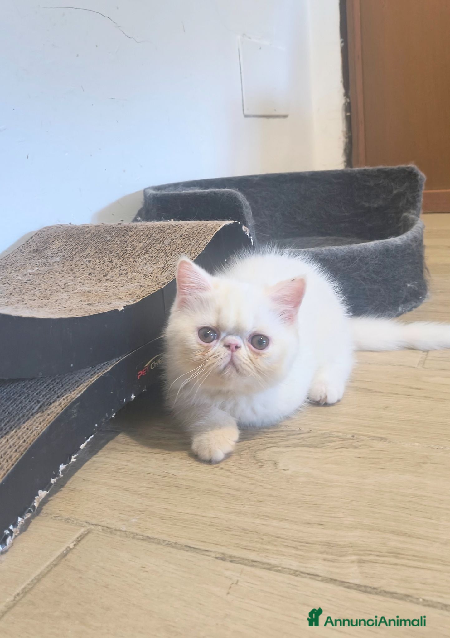 Persiano gatti Gatto Persiano Exotic  - Annuncio 4