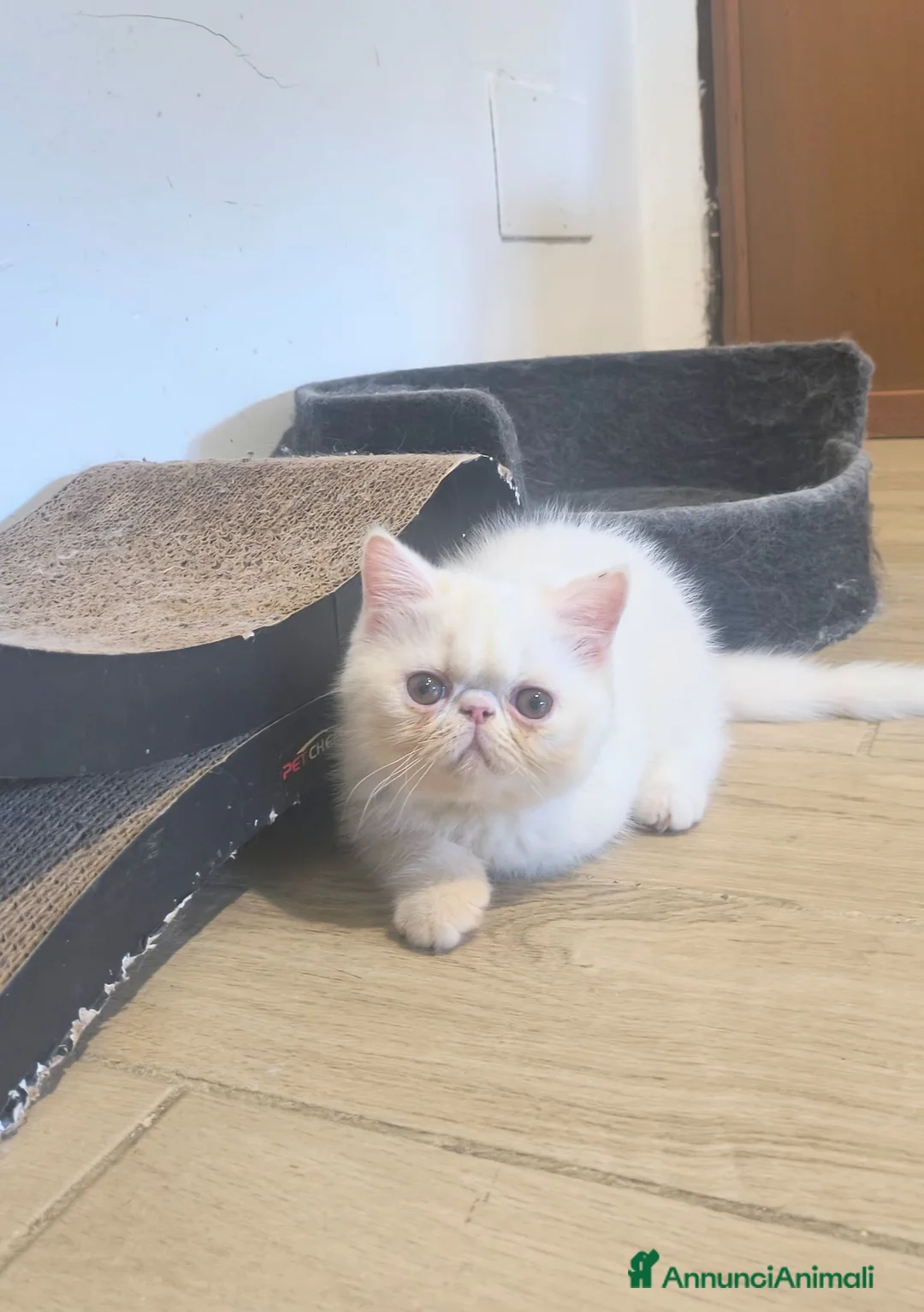 Persiano gatti in vendita: Gatto Persiano Exotic  - Annuncio 1