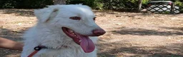 Meticcio cani in regalo: FULVIO STA PERDENDO LE SPERANZE, IN ADOZIONE - Annuncio 3