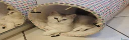 Scottish gatti in vendita: Cuccioli Straight/Fold  - Annuncio 4
