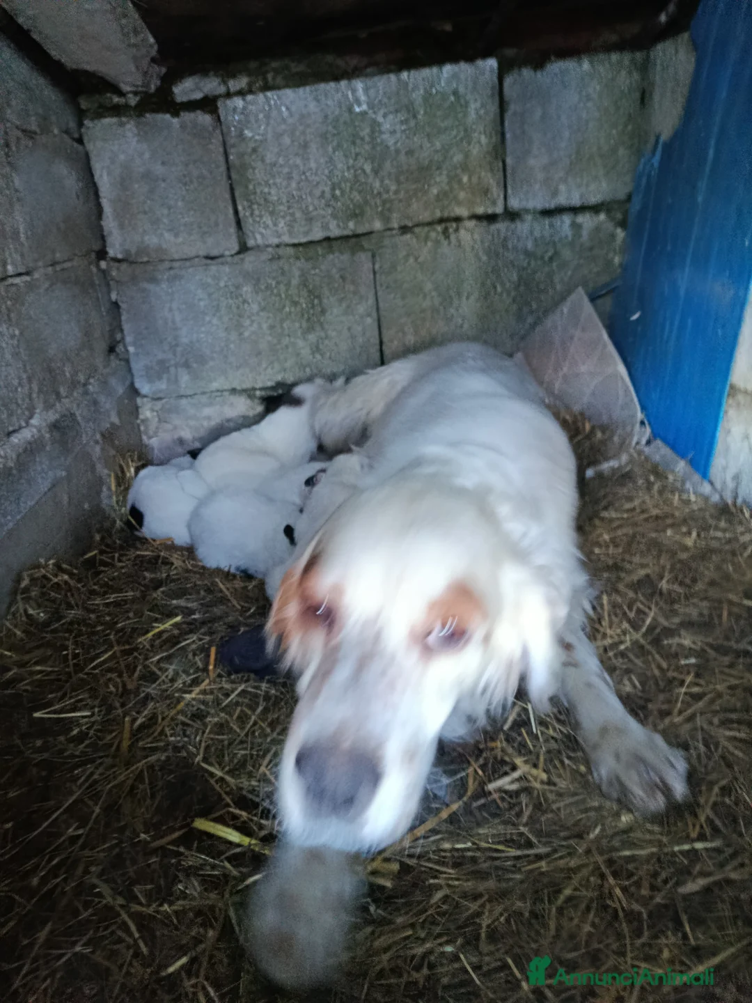 Meticcio cani in regalo: Piccoli cercano famiglia  a Provincia di Avellino - Annuncio 2