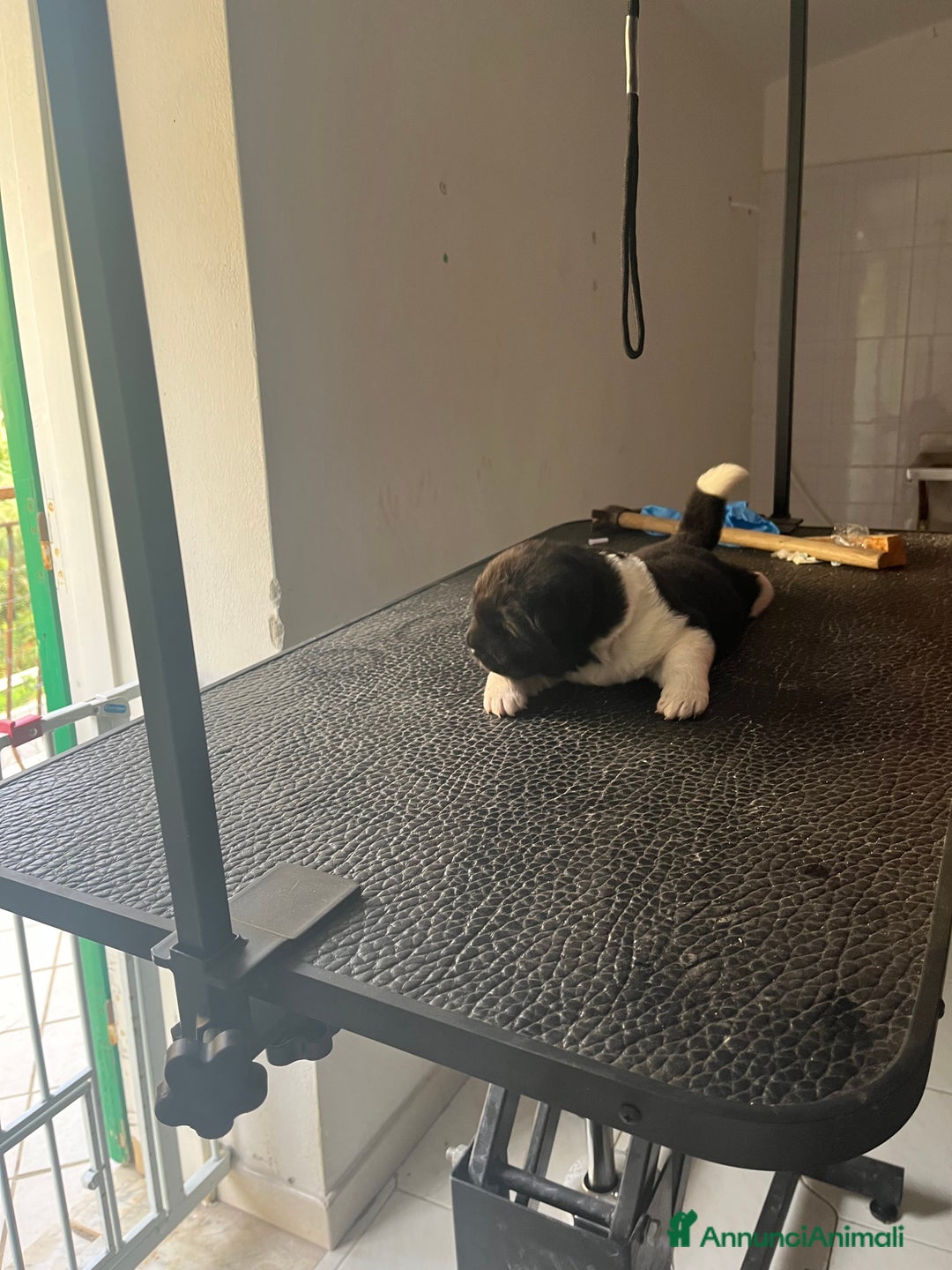 Akita Americano cani in vendita: Cuccioli di Akita americano - Annuncio 5