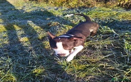 Pitbull cani in regalo: Simba a Provincia di Brescia - Immagine 1