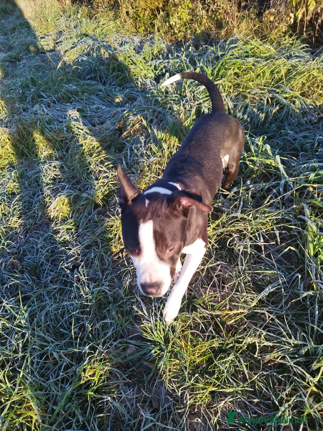 Pitbull cani in regalo: Simba a Provincia di Brescia - Immagine 1
