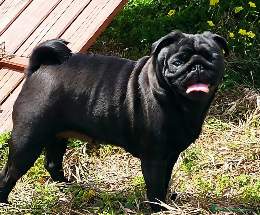 Carlino cani in vendita: Cuccioli di carlino con pedigree (1800€ - 2500€) - Annuncio 11