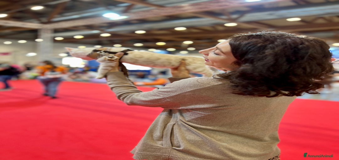 Immagine della galleria {{count}}