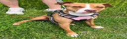 Meticcio cani in regalo: ANDROMACA PIT - Annuncio 2