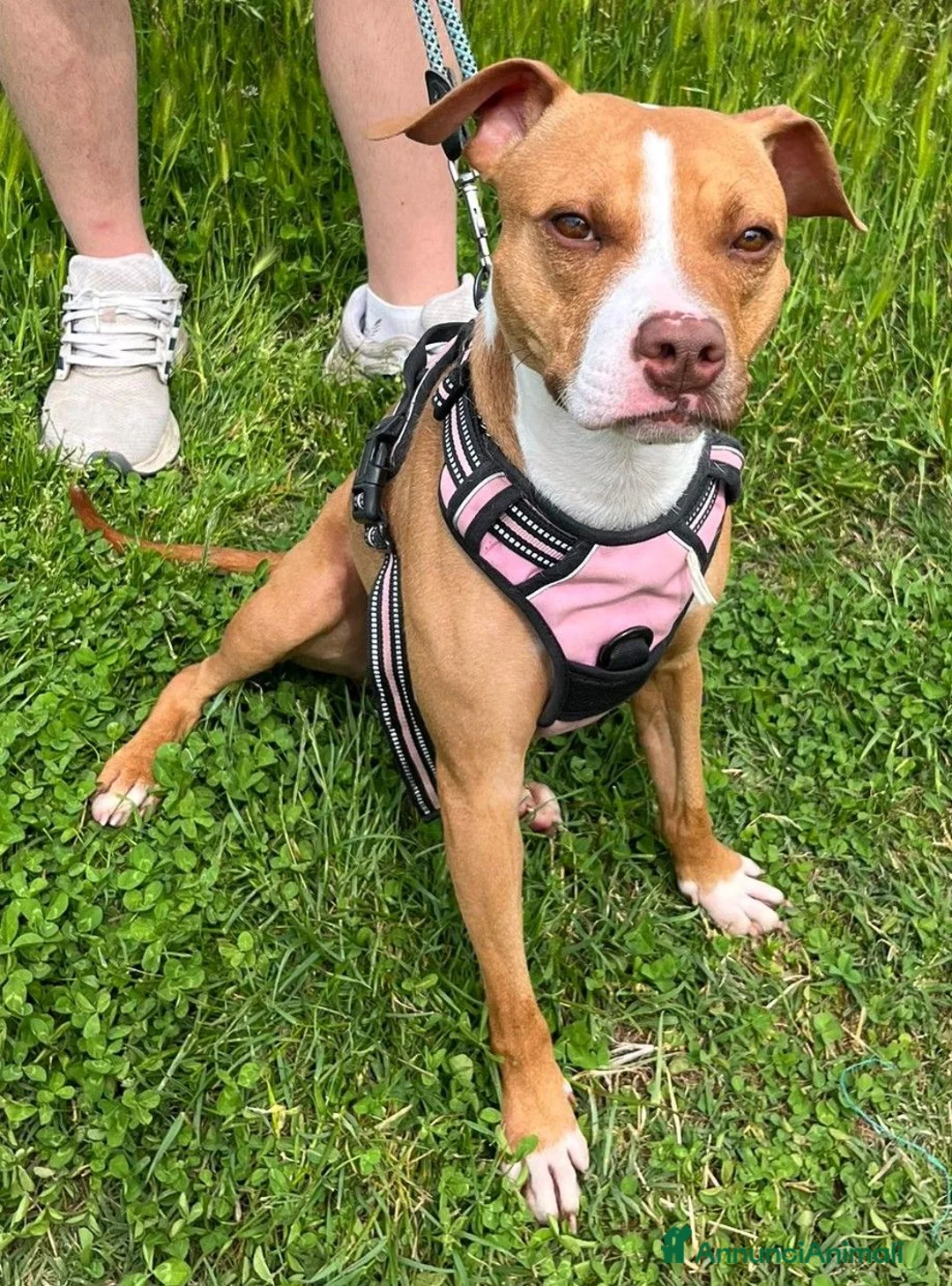 Meticcio cani in regalo: ANDROMACA PIT - Annuncio 2