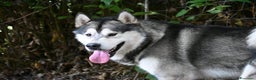 Alaskan Malamute cani in vendita: Alaskan Malamute – Cuccioli con Pedigree ENCI/FCI  - Annuncio 2