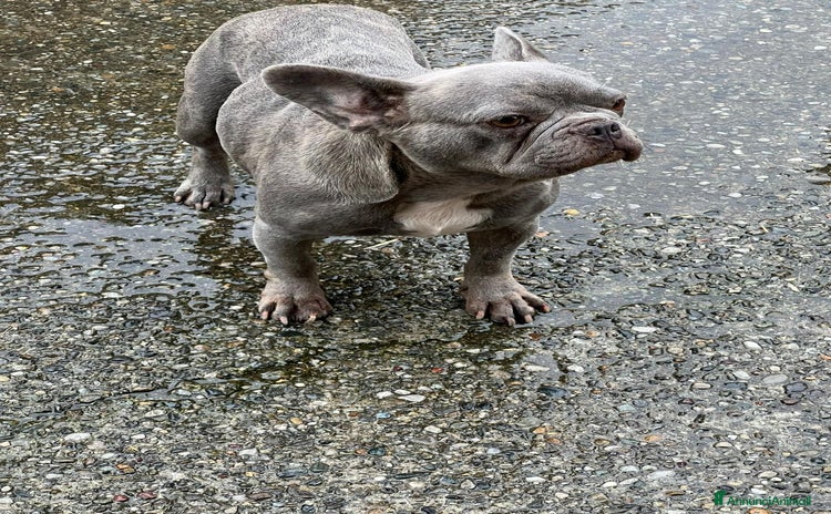 Bulldog Francese cani - Annuncio 5