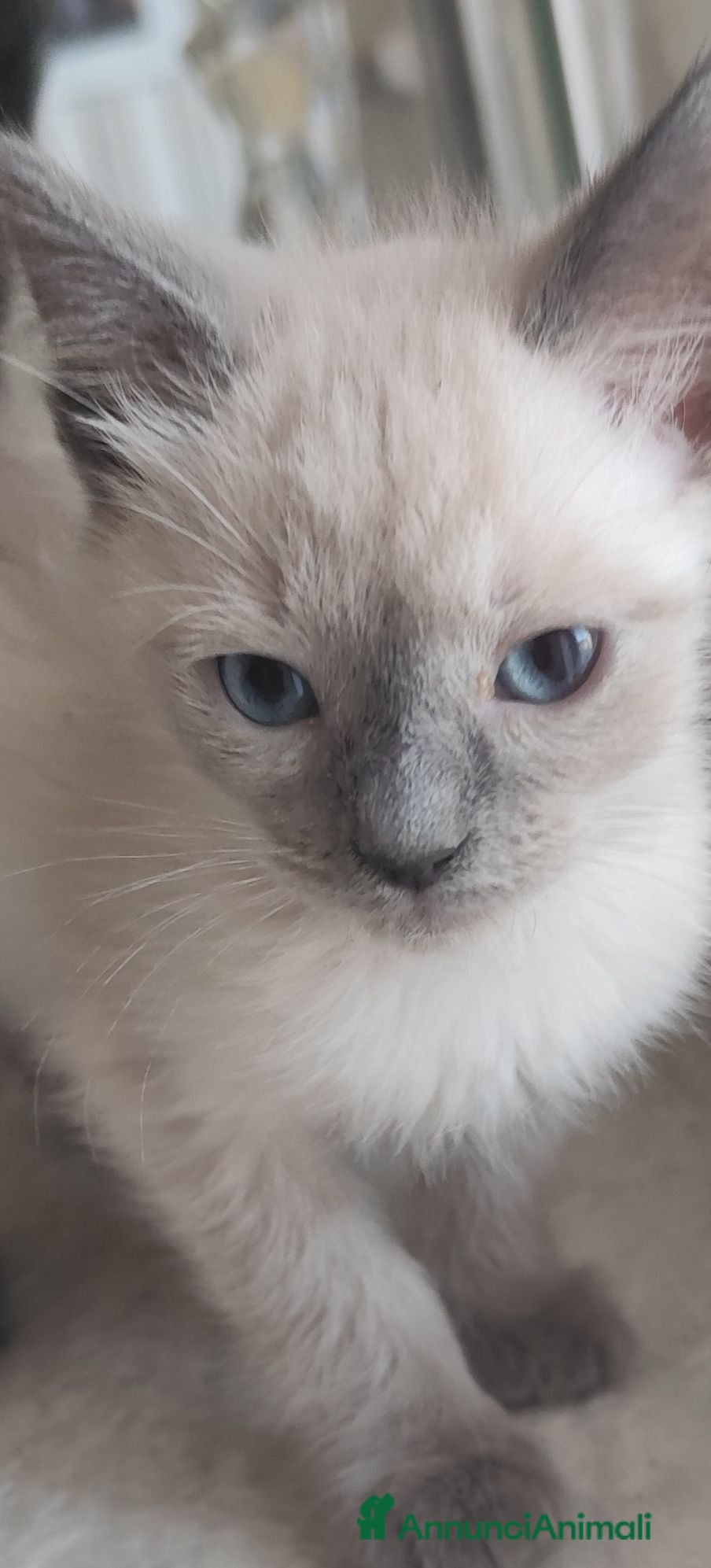Ragdoll gatti Maschietto Ragdoll  - Annuncio 20
