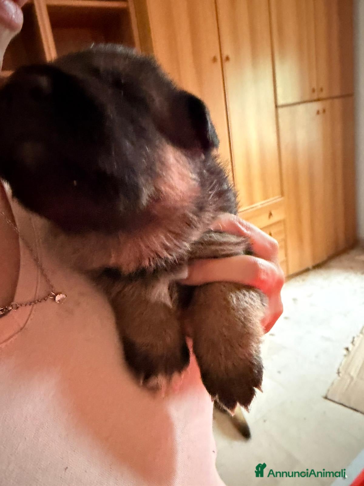 Pastore Tedesco cani in vendita: Pastore tedesco cuccioli - Annuncio 4