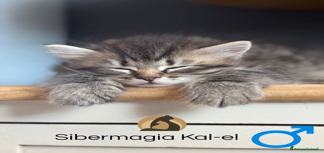 Immagine della galleria {{count}}