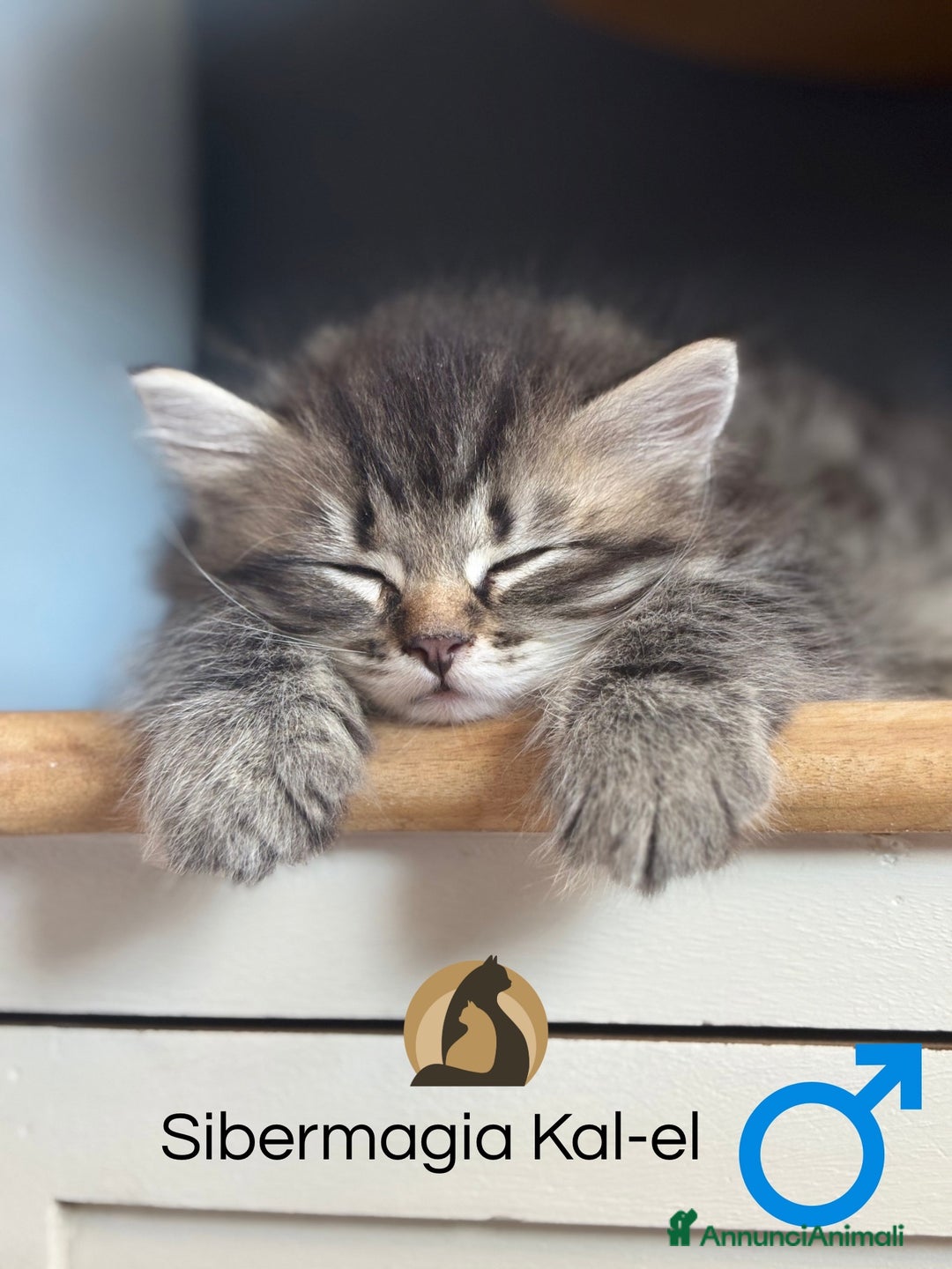 Immagine della galleria {{count}}