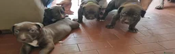 Pitbull cani in vendita: Pittbull UKC  a Provincia di Avellino - Annuncio 5