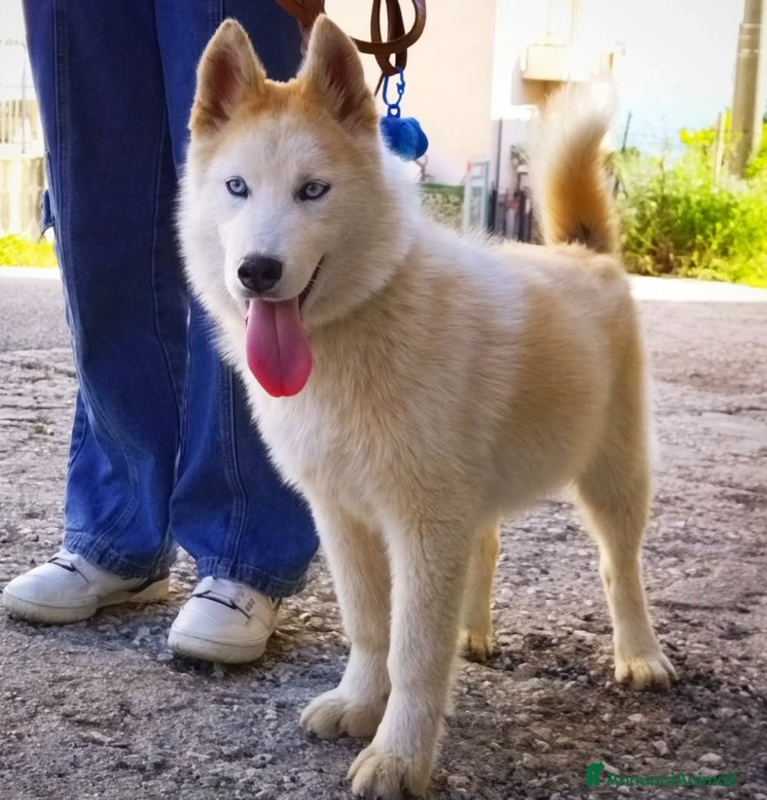 Husky cani in vendita: Cuccioli di Siberian Husky  - Annuncio 2