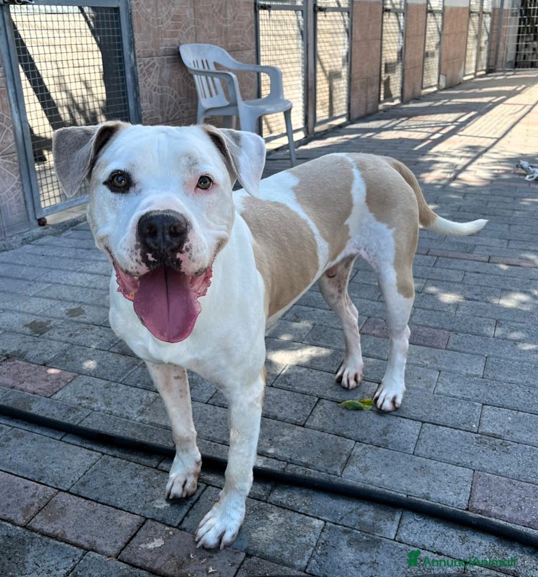 Meticcio cani in regalo: MAMBO PIT - Annuncio 5