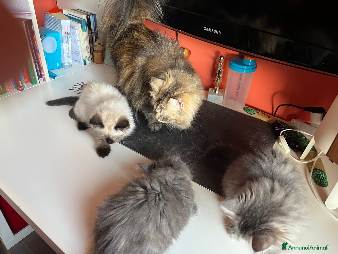 Siberiano gatti in vendita: Gatti siberiani  a Provincia di Biella - Immagine 16