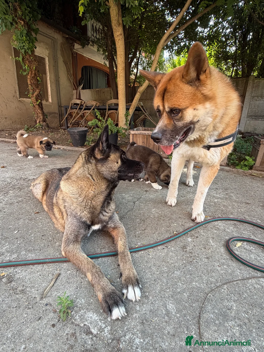 Akita Americano cani in vendita: Cucciolo Akita Americano Maschio cerca famiglia a Provincia di Piacenza - Annuncio 2