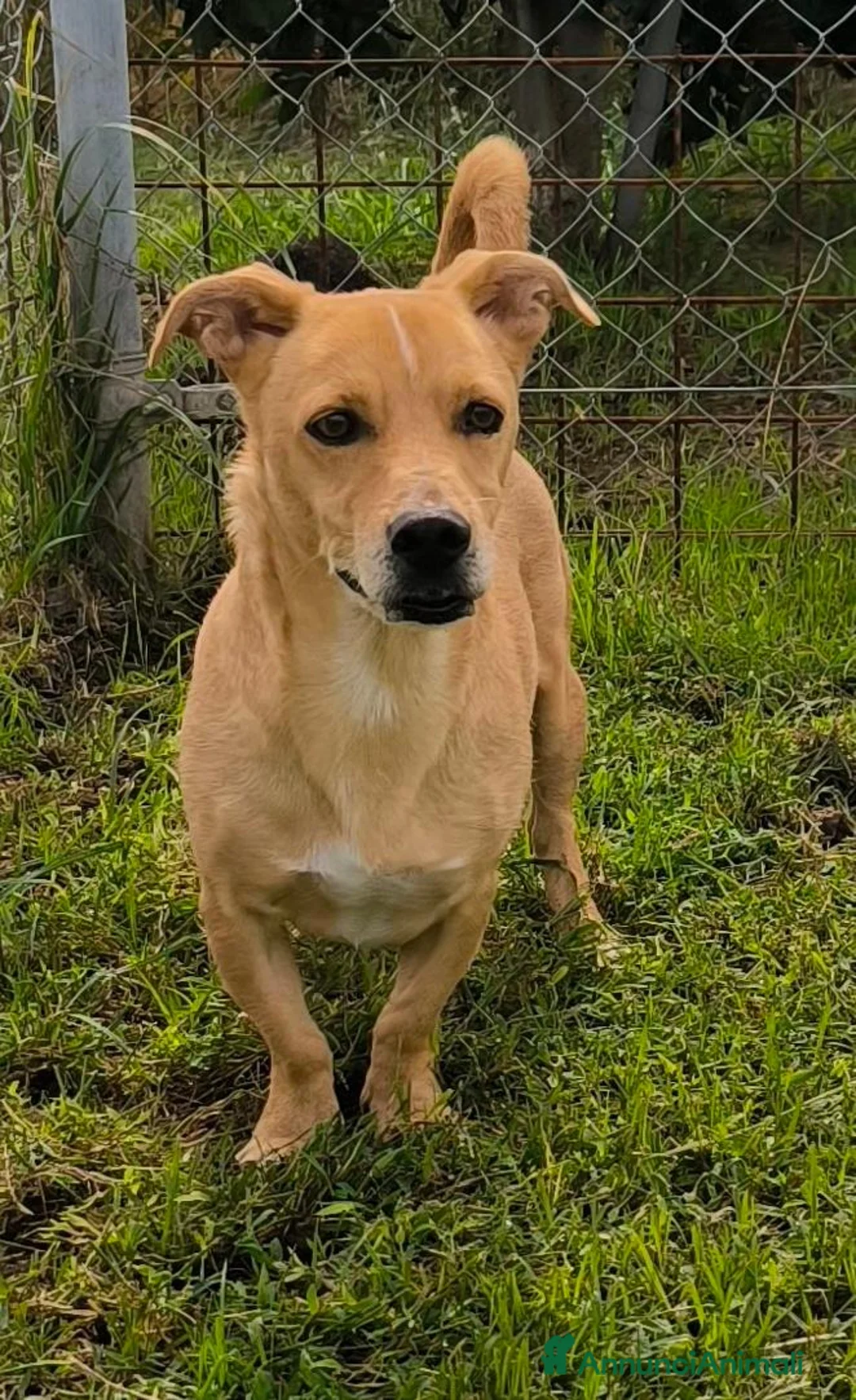Meticcio cani in regalo: Togo 7anni,kg10,zampe corte, in canile.COSENZA - Annuncio 1