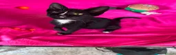 Meticcio gatti in regalo: Gattina dolcissima  - Annuncio 3