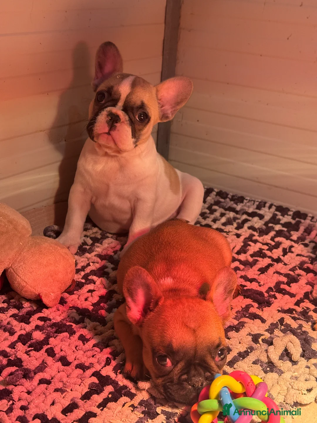 Bulldog Francese cani in vendita: Bulldog francese femminucce  - Annuncio 2